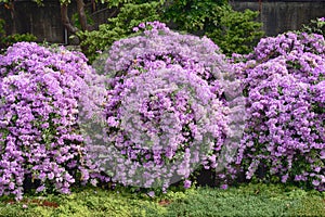 Purple Garlic Vine