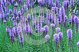 Purple Gayfeather Flowers photo