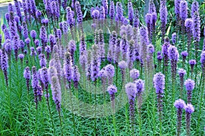 Purple Gayfeather Flowers photo