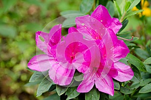 Purple Geisha Azaleas. Flowers in winter on the northern of Thai