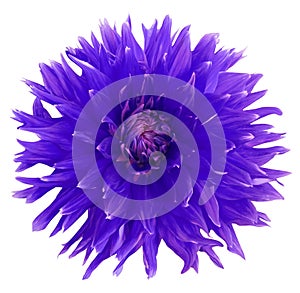 Purple georgina flower