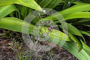Purple geraldton waxflower (chamelaucium uncinatum) in bloom