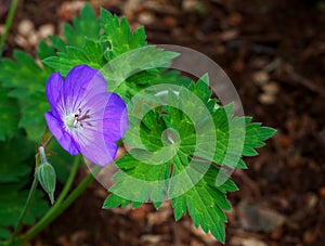 Purple Geranium