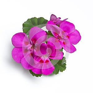 Purple geranium flower blossoms with green leaves isolated on white background, geranium flower template concept