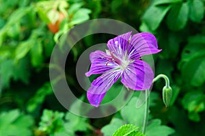 Purple geranium flower in the garden, Geranium sylvaticum