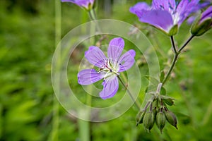 Purple Geranium sylvaticum flower in the park