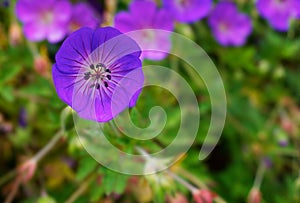 Purple Geraniums