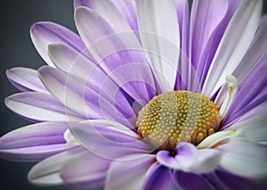 Purple Gerbera