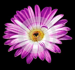 Purple gerbera flower on black isolated background with clipping path. Closeup. For design.