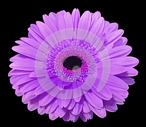 Purple gerbera flower, black isolated background with clipping path. Closeup.,