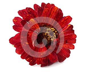 Purple gerbera flower isolated on white background