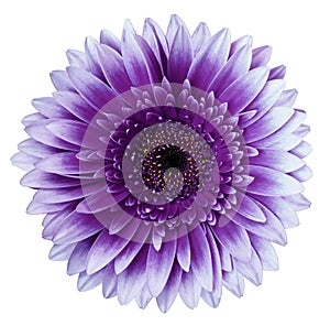 Purple gerbera flower, white isolated background with clipping path.   Closeup.  no shadows.  For design.