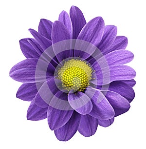 Purpurová květina. bílý ořezovou cestou. detailní. ne stíny. 