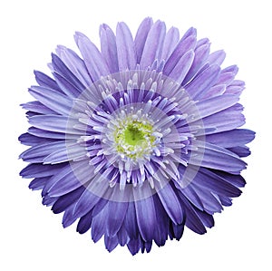 Purple gerbera flower on a white isolated background with clipping path. Closeup. no shadows. For design.