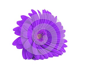Purple gerbera isolated on white