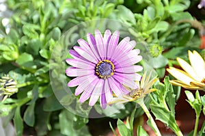 Purple Gerbera in nature