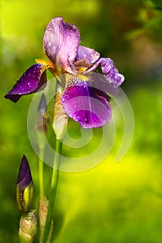 Purple German Iris or Iris germanica