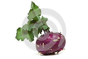 Purple German Turnip
