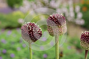 Purple Giant allium gladiator bloom in a spring garden