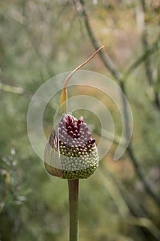 Purple Giant allium gladiator bloom in a spring garden