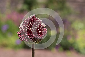 Purple Giant allium gladiator bloom in a spring garden