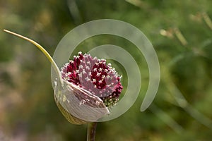 Purple Giant allium gladiator bloom in a spring garden