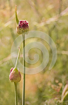 Purple Giant allium gladiator bloom in a spring garden