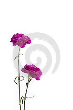 Purple gillyflowers on white background