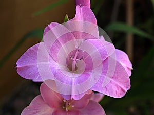 Purple Gladiola