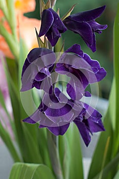 Purple Gladioli photo