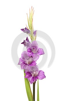 Purple gladioli flowers