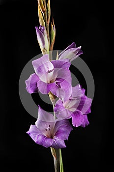 Purple gladioli flowers against black