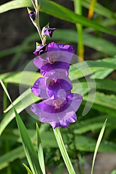 Purple gladiolus disambiguation in autumn flower bed in garden