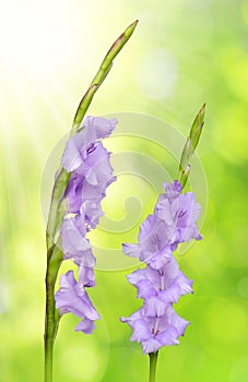 Purple gladiolus flower