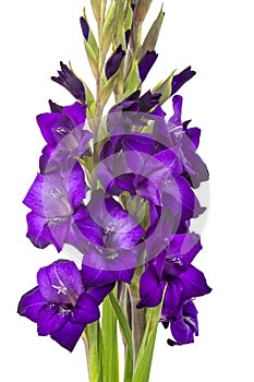 Purple gladiolus flowers