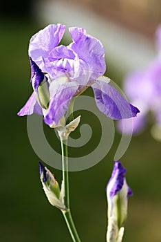 Purple Gladiolus violet stamens Close up