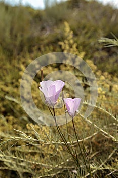 Purple gleam California poppy flower