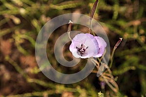 Purple gleam California poppy flower