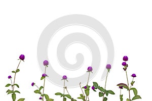 Purple Globe Amaranth or Bachelor Button flower bloom isolate on white background.