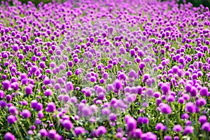 Purple `Globe Amaranth` flower or Bachelor Button, Globe Flower