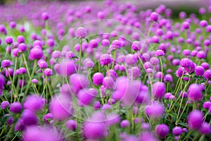 Purple `Globe Amaranth` flower or Bachelor Button, Globe Flower in garden