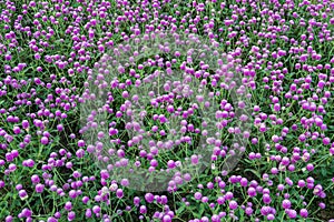 Purple Globe Amaranth flower blooming