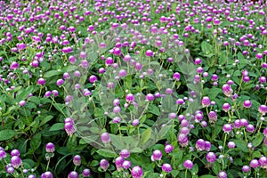 Purple Globe Amaranth flower blooming