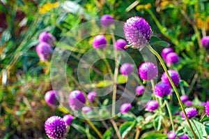 Purple globe amaranth flower blooming in the garden, selective focus