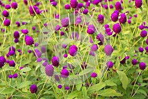 Purple `Globe Amaranth` flower in garden