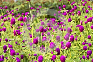 Purple `Globe Amaranth` flower in garden