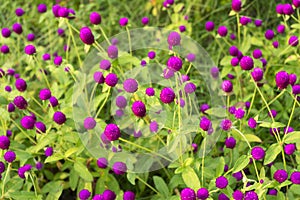 Purple `Globe Amaranth` flower in garden