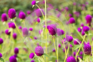 Purple `Globe Amaranth` flower in garden