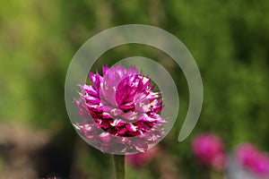 Purple `Globe Amaranth` flower - Gomphrena Globosa
