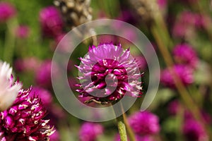 Purple `Globe Amaranth` flower - Gomphrena Globosa